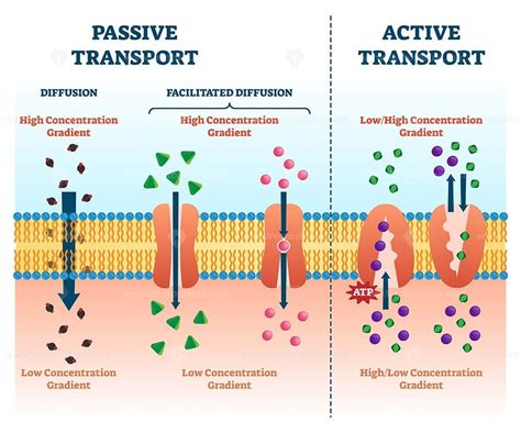 Active and Passive Transport | 5th Grade Reading Comprehension Worksheet